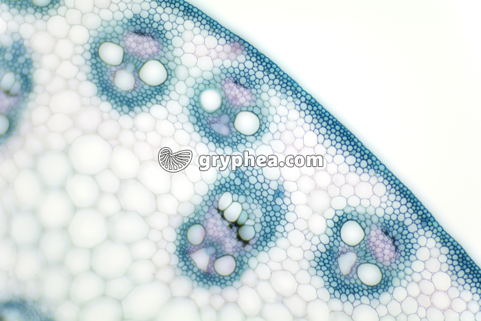 Tige de Maïs CT x40 - gryphea.com